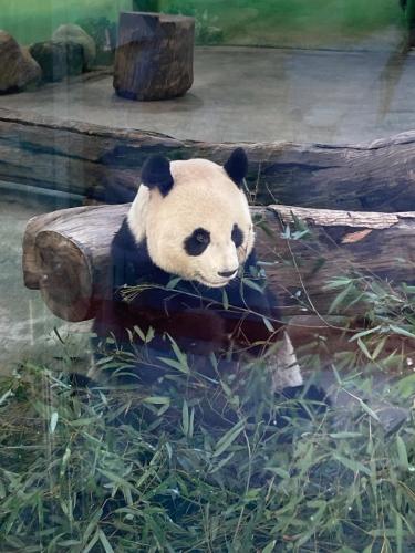 Panda-in-the-Taipei-Zoo